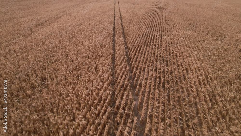 Flying over dry corn field, top view, Ukraine, Europe. Aerial view of cornfield of autumn in sunny day. Dried feed corn growing, farming business Flying over dry corn field, top view, Ukraine, Europe. Aerial view of cornfield of autumn in sunny day. Dried feed corn growing, farming business