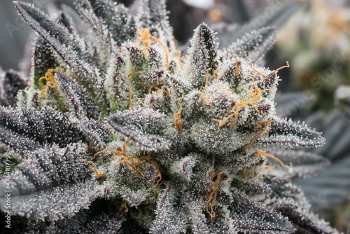 Close up of hydroponic cannabis plant