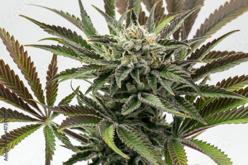 Close up of hydroponic cannabis plant