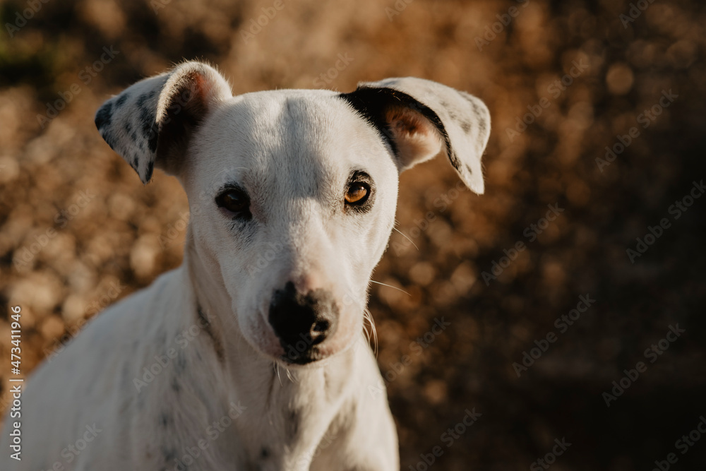 portrait of a dog, white dog portrait