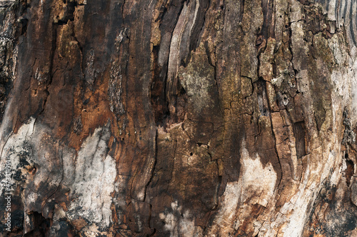  Abstrakcyjne naturalne tło tekstury starego spróchniałego pnia drzewa. © Janusz