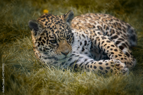 Baby jaguar playing in the grass in the nature