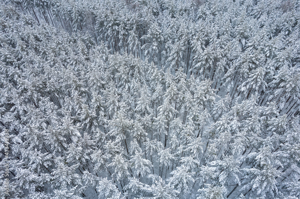 Aerial view of frosty white winter pine forests and birch groves covered with hoarfrost and snow. Drone photo of high trees in mountains at winter time. Christmas theme background. Idyllic landscape Aerial view of frosty white winter pine forests and birch groves covered with hoarfrost and snow. Drone photo of high trees in mountains at winter time. Christmas theme background. Idyllic landscape
