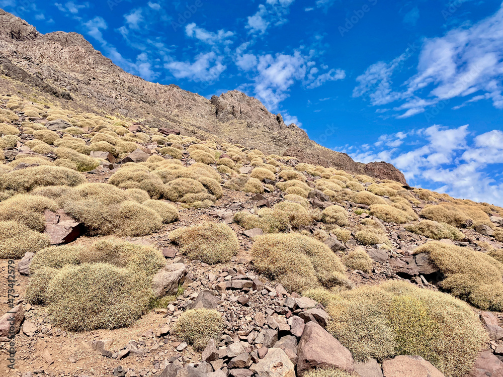 Typical vegetation at high altitude in the High Atlas Mountains on the Djebel Toubkal trek, Morocco.