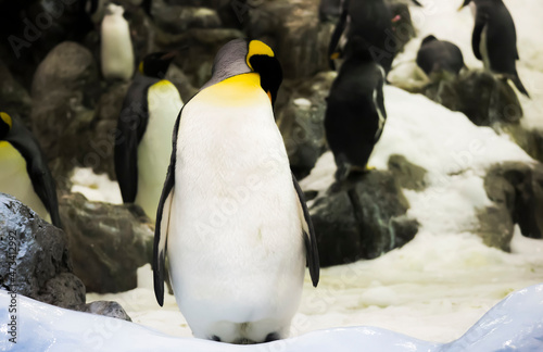 Beautiful penguin on the rocks