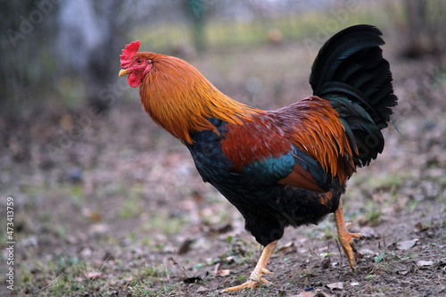 A red and black rooster walks in the garden. 