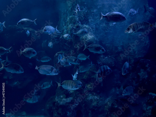 background image in blue. fish in the ocean