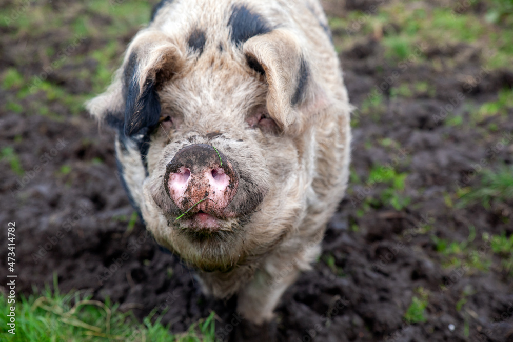 A pig is genus Sus,within the even-toed ungulate family Suidae. Pig ...