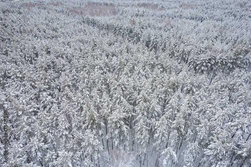 Aerial view of frosty white winter pine forests and birch groves covered with hoarfrost and snow. Drone photo of high trees in mountains at winter time. Christmas theme background. Idyllic landscape