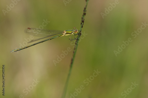 Kleine Binsenjungfer (Lestes virens)