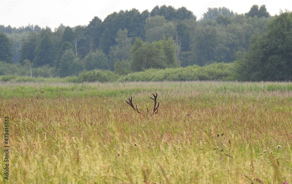 Fototapeta premium jeleń
