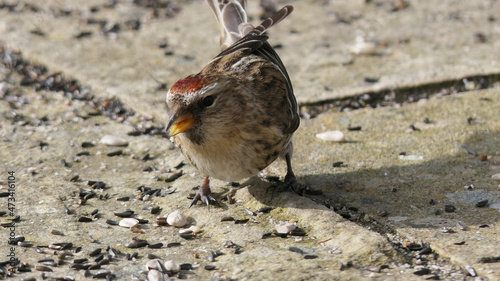 lesser redpoll feeding from the ground photo