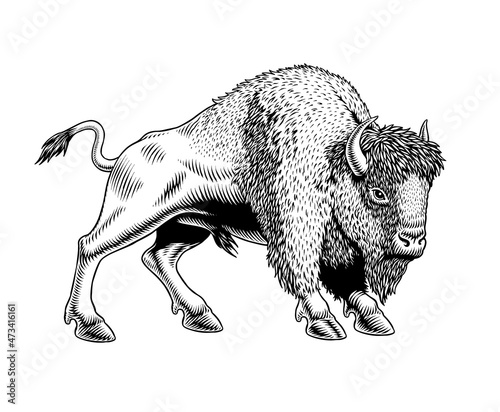 Buffalo - American Bison. Black and white engraving style vector illustration.