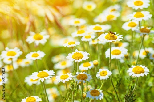 Chamomile flower field. Camomile in the nature at sunny day in sun light © BillionPhotos.com