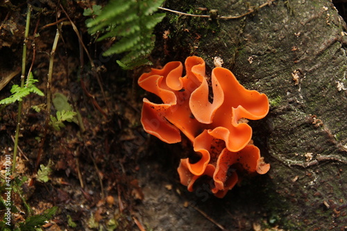 Dzieżka pomarańczowa, Aleuria aurantia, orange peel fungus