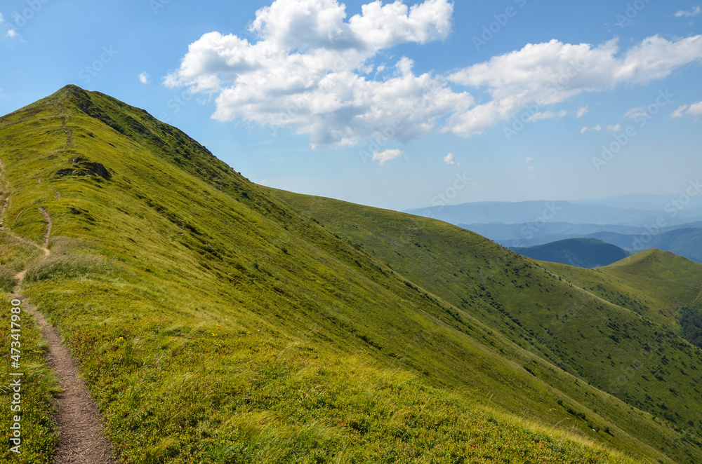Borzhava mountain range with steep slopes overgrown with blueberry bushes under a blue sky with clouds on a sunny summer day. Carpathian Mountains, Ukraine