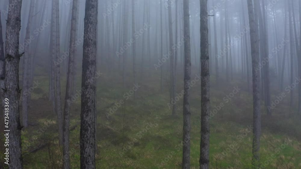 Aerial: Scenic Shot Of Trees Trunks On Forest Landscape During Winter Season - Apennine Mountains, Italy
