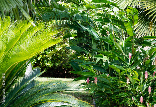 Fototapeta Naklejka Na Ścianę i Meble -  Lush tropical plants, palm tree, ginger lily, and heliconias landscaped in a backyard garden on a sunny day.