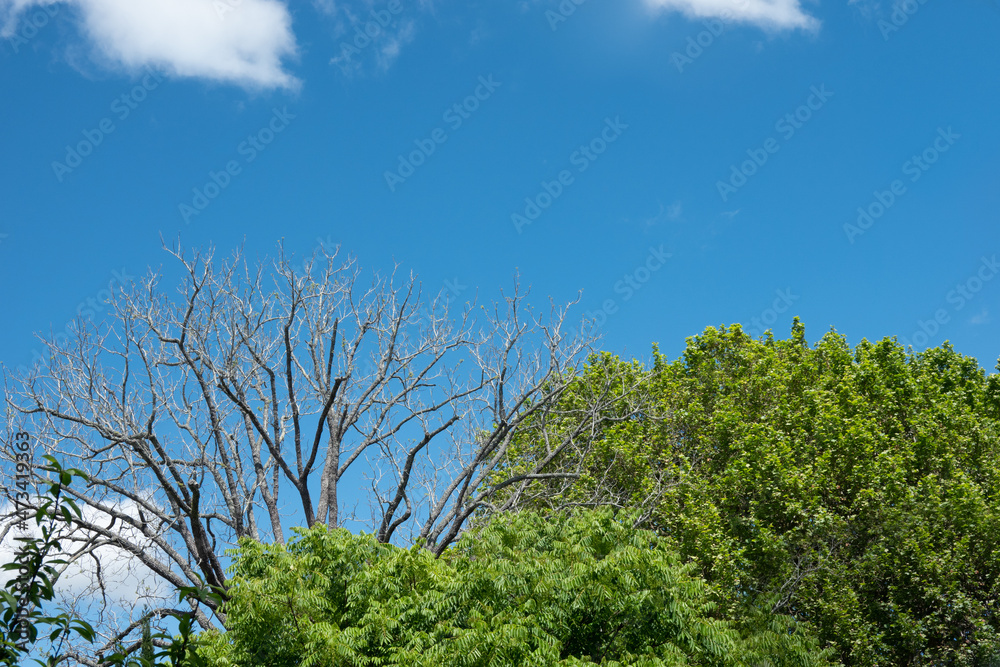 Spring contrast of luxuriant leafy trees and bare branches of tree waiting for new growth. Spring contrast of luxuriant leafy trees and bare branches of tree waiting for new growth.