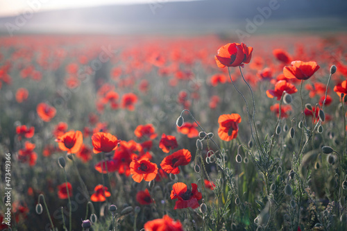 Red poppies close-up on an endless field with beautiful sunlight © grthirteen