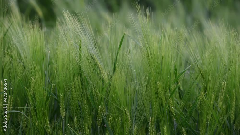 Beautiful green field of fresh barley cereals. Background Beautiful green field of fresh barley cereals. Background