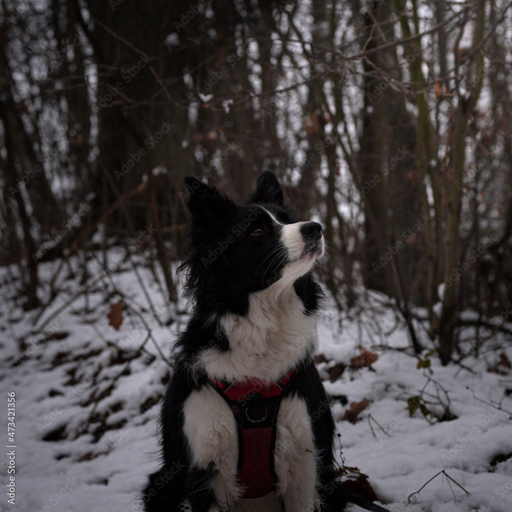 Pies rasy Border Collie na spacerze późną jesienią 