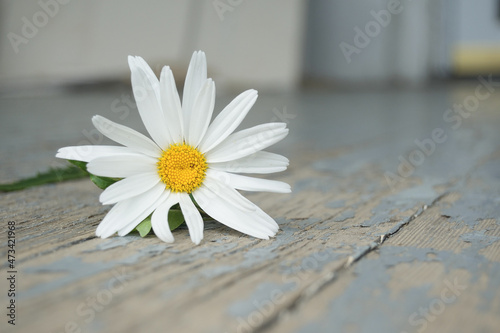 daisy on wood