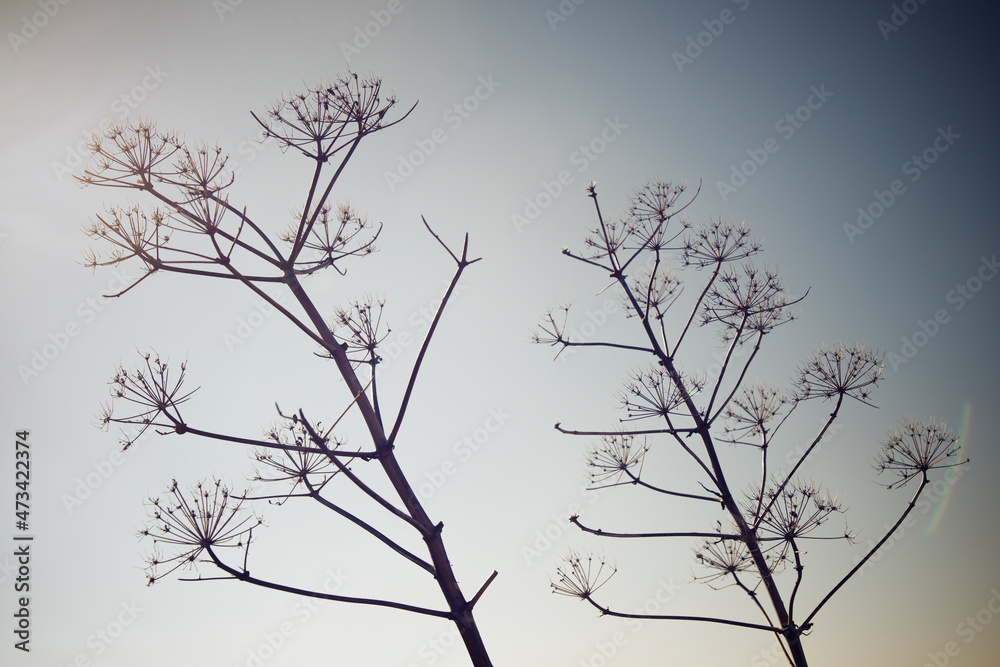 Silhouette of an arid climate plant in the province of Huesca, Aragon, Spain. Silhouette of an arid climate plant in the province of Huesca, Aragon, Spain.