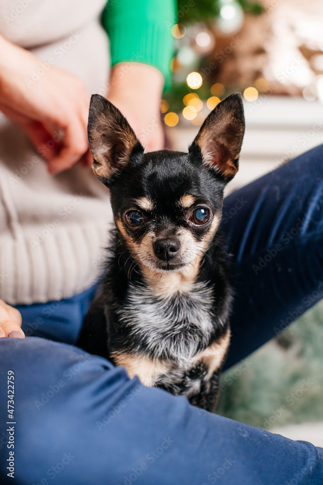 chihuahua puppy in a christmas tree
