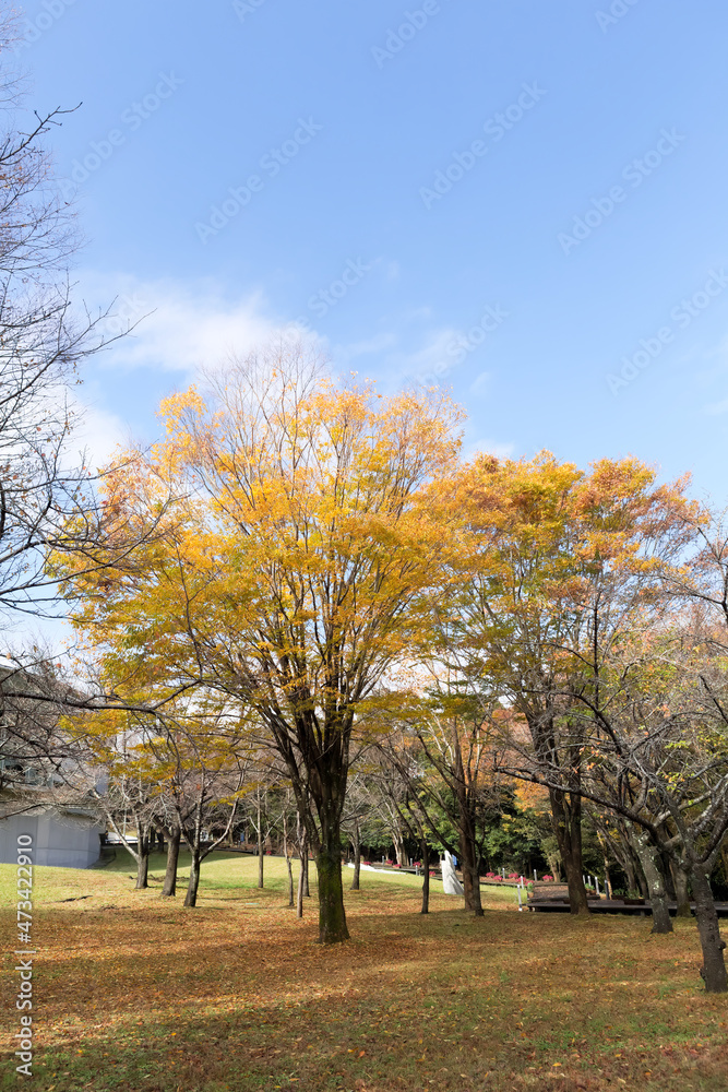 鹿児島みやまコンセール場内の紅葉
