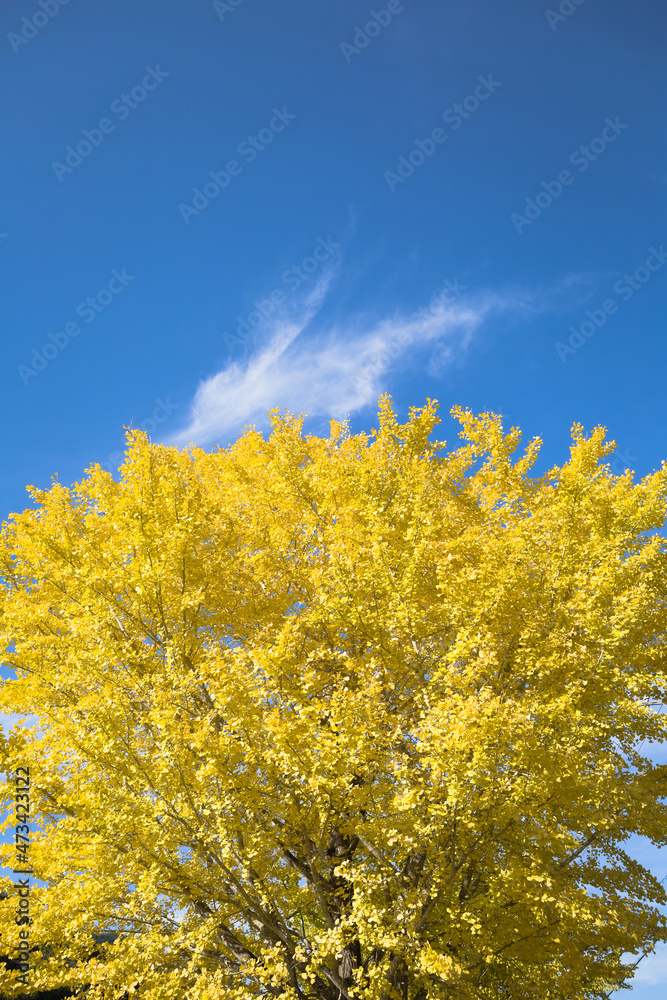 青空をバックに黄色く色づいたイチョウの葉
