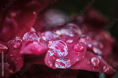 Glimmering Water Droplets on Red Rose Petal After Rainstorm photo