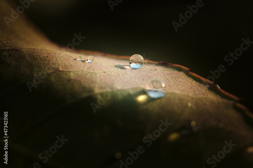 Glimmering Water Droplets on Multicolored Leaf After Rainstorm