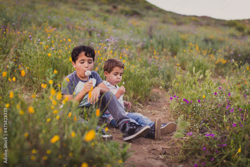 Two brothers blowing a dandelion on a field of wild flowers. Two brothers blowing a dandelion on a field of wild flowers.