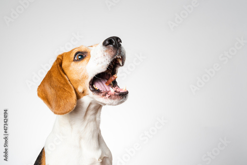 Dog headshoot isolated against white background