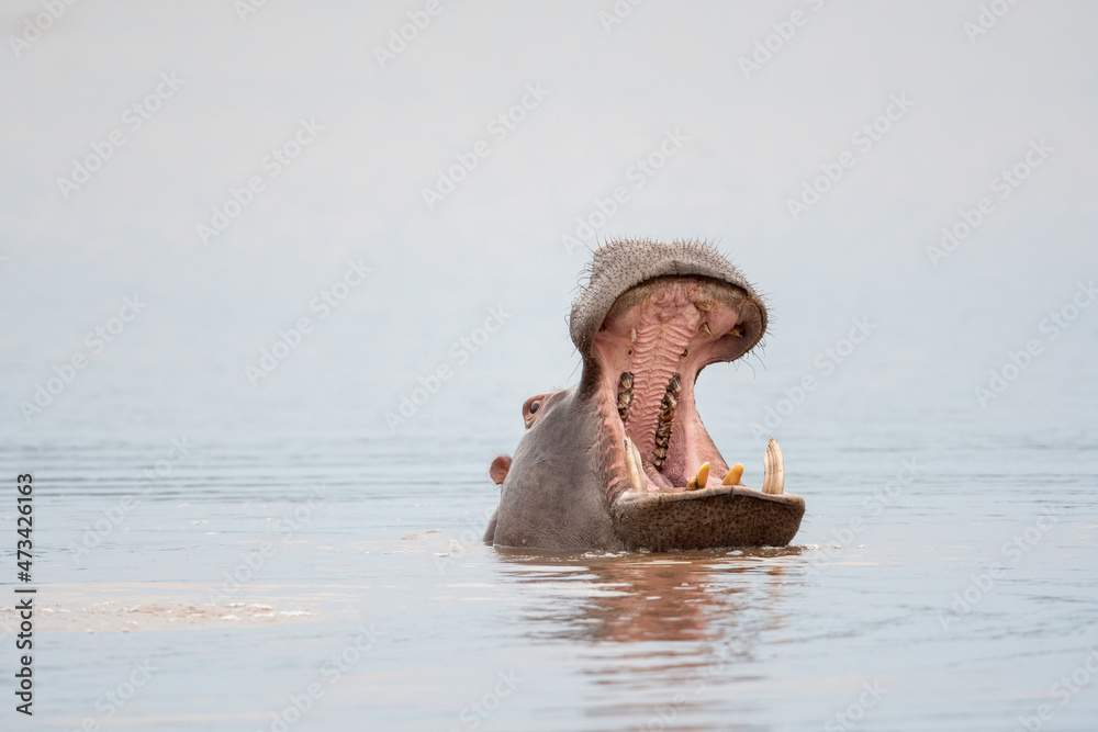 Fototapeta premium Hippo yawning in a lake