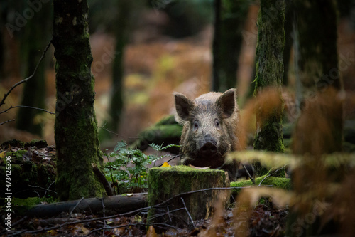 A wild boar deep within a forest photo