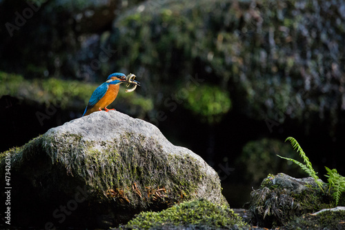 A kingfisher bird sat on a rock with a lamprey prey photo