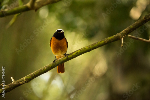 A male redstart bird perched on a branch with a fly photo