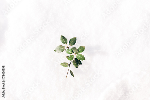 Holm oak leaves in a branch covered with snow