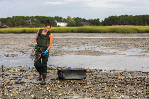 Asian woman in waders searches for oysters at low tide in Wellfleet