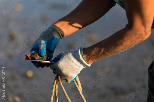 Close-up of hands measuring oyster shell with oyster guage photo