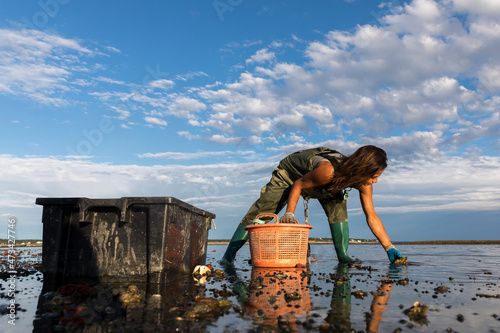 Female oyster picker harvesting oysters at low tide in Wellfleet, MA photo