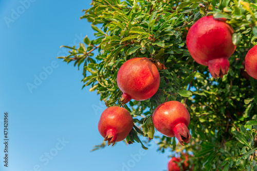 pomegranate garden in Israel with sky. Rosh Hashanah photo