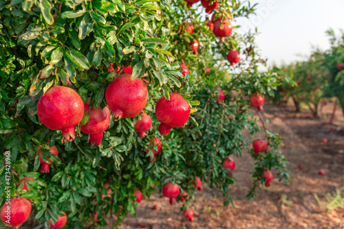 pomegranate garden in Israel. Rosh Hashanah photo