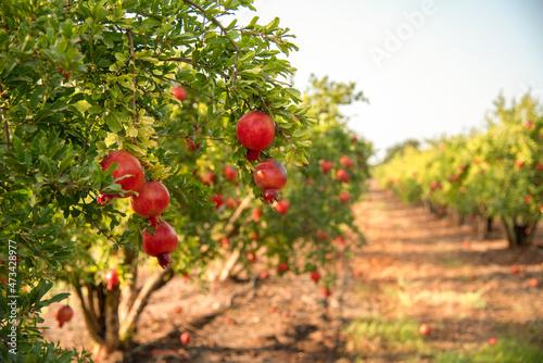 pomegranate on the tree. Rosh Hashanah symbol photo