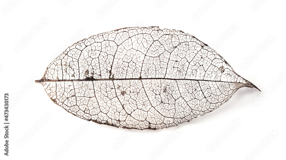 Skeleton leaf isolated on white. A Naturally created skeletoned leaf (found in nature) isolated on white.