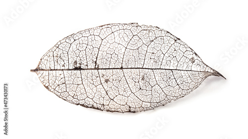 Skeleton leaf isolated on white. A Naturally created skeletoned leaf (found in nature) isolated on white.