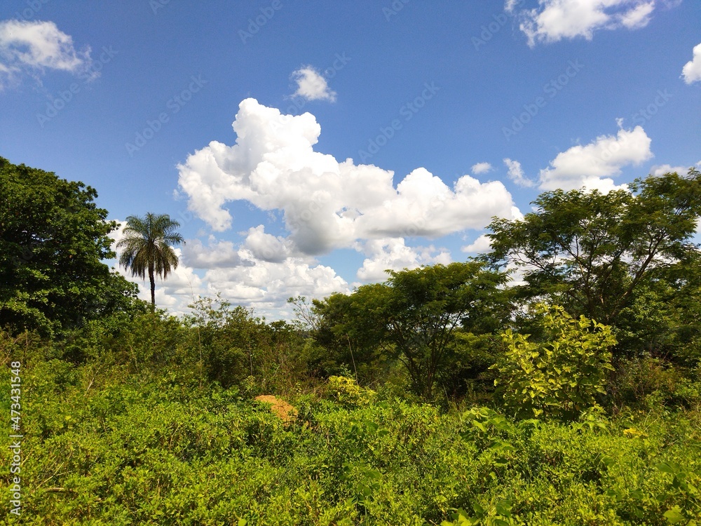 Obraz premium tree in the sky