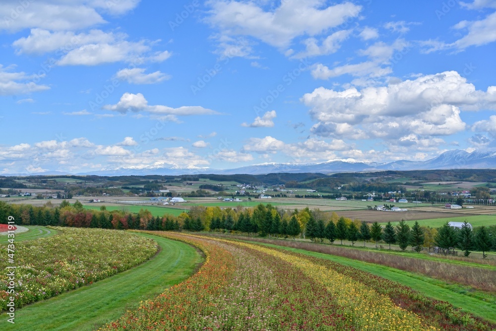 Fototapeta premium 青空バックに満開の花と十勝連峰のコラボ情景＠富良野、北海道